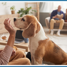 Home care and pets Home care and pets